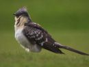 GREAT SPOTTED CUCKOO
